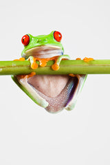 Egyéb Állatok :: Fotótapéták Frog Acrobatics