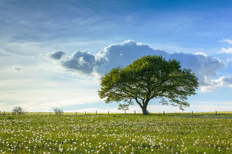 Fotótapéták Spring Tree