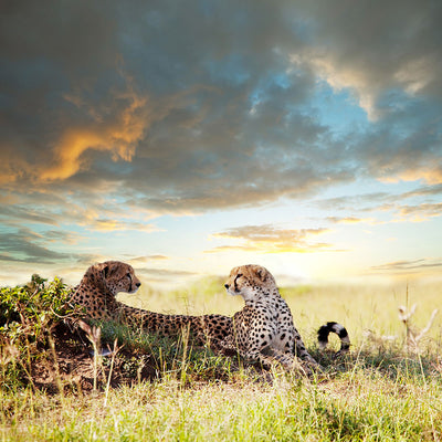 Fotótapéták Cheetahs