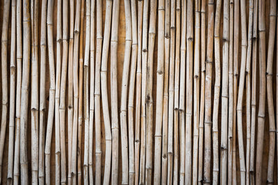 Fotótapéták Dried Bamboos