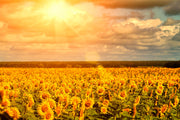 Fotótapéták Golden Light Sunflower