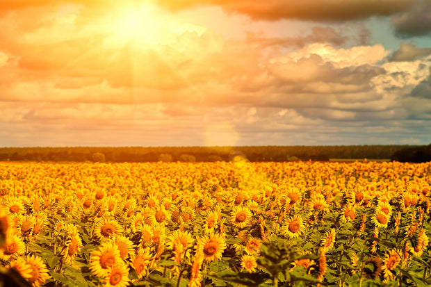 Fotótapéták Golden Light Sunflower