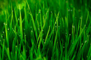 Fotótapéták Grass With Morning Dew