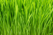 Fotótapéták Grass In Morning Dew