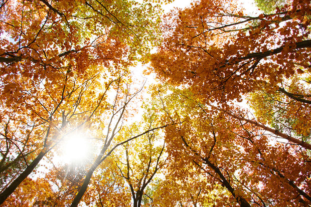 Fotótapéták Enlightened Autumn Trees