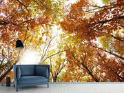 Fotótapéták Enlightened Autumn Trees