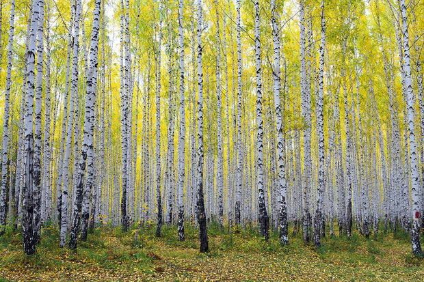 Fotótapéták Autumnal Birch Forest