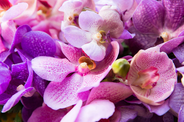 Fotótapéták Orchid Paradise