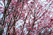 Fotótapéták Japanese Cherry Blossom