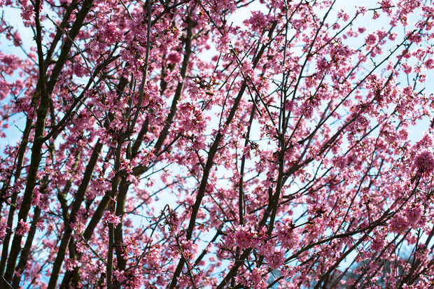 Fotótapéták Japanese Cherry Blossom