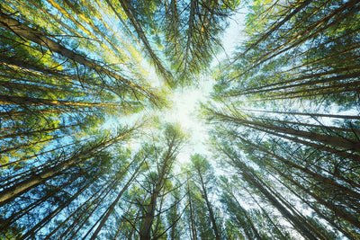 Fotótapéták Pine Forest