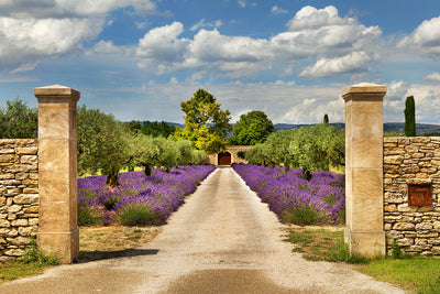 Fotótapéták Lavender Garden