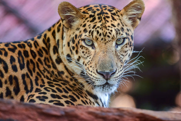 Fotótapéták Leopard