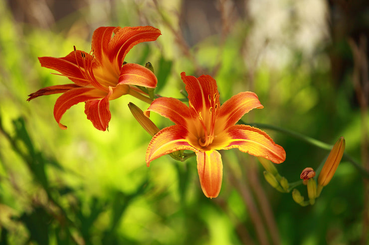 Fotótapéták Lilies In Nature