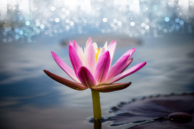 Fotótapéták Lotus In The Morning Dew