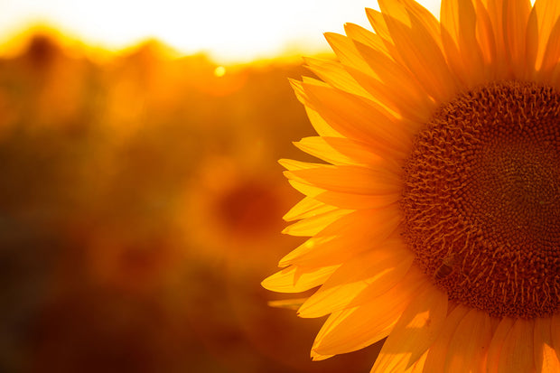 Fotótapéták Macro Sunflower