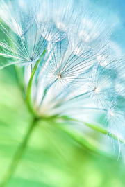 Fotótapéták Macro Dandelion