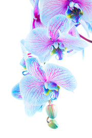 Fotótapéták Orchid Butterfly