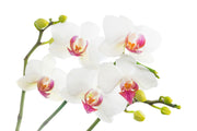 Fotótapéták Orchids Love