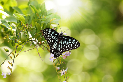 Fotótapéták Papilio Butterfly XXL