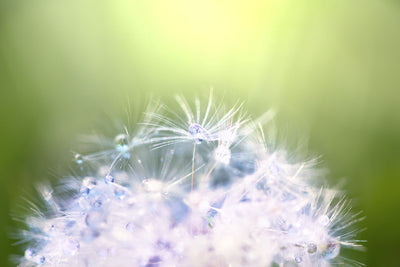 Fotótapéták Dandelion XL In Morning Dew