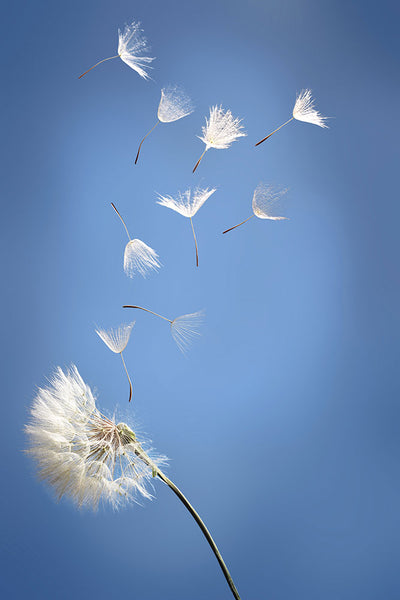 Fotótapéták Dandelion XL