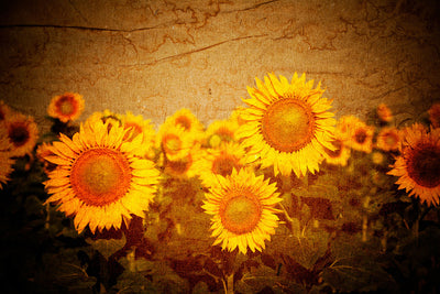 Fotótapéták Retro Sunflower