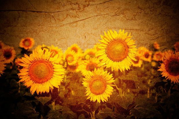Fotótapéták Retro Sunflower