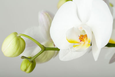 Fotótapéták Giant Orchid