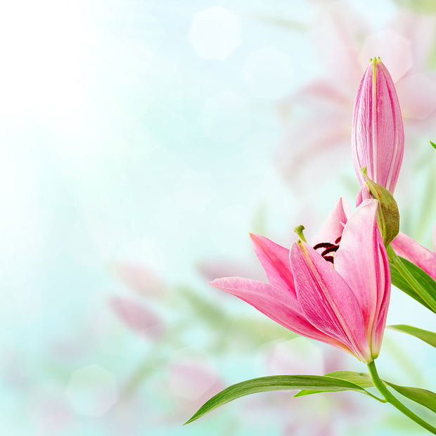 Fotótapéták Romantic Lilies