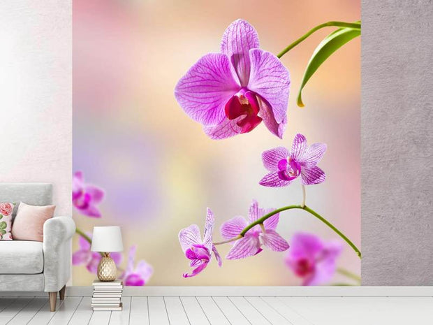 Fotótapéták Romantic Orchids