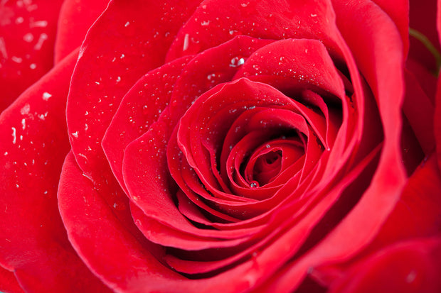 Fotótapéták Red Rose In Morning Dew