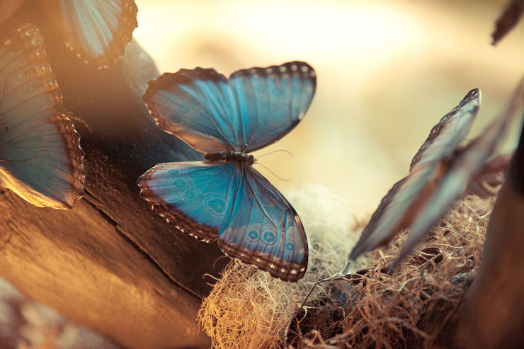 Fotótapéták Butterflies