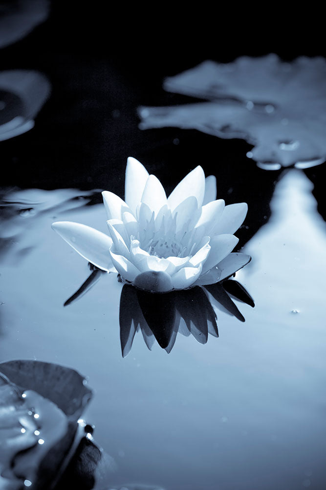 Fotótapéták Black And White Photograph Waterlily