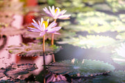 Fotótapéták Lilies In Pond