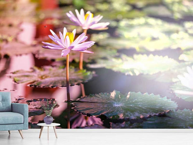 Fotótapéták Lilies In Pond