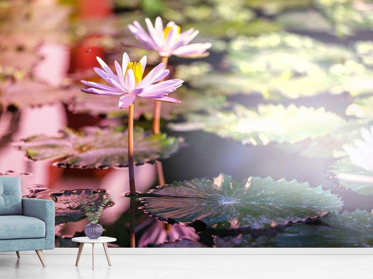 Fotótapéták Lilies In Pond