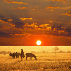 Egyéb Állatok :: Fotótapéták Seregenti National Park