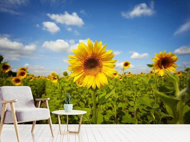 Fotótapéták Summer Sunflowers