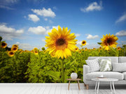 Fotótapéták Summer Sunflowers