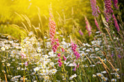 Fotótapéták Summer Flower Meadow