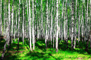 Fotótapéták Summerly Birch Forest