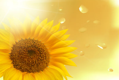 Fotótapéták Sunflower in Morning dew