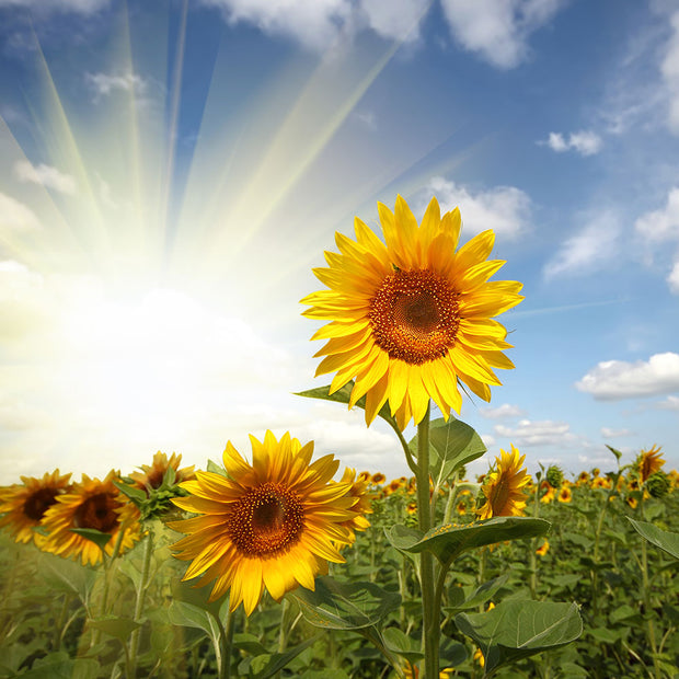 Fotótapéták Sunflower In Sunlight
