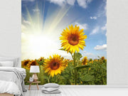 Fotótapéták Sunflower In Sunlight