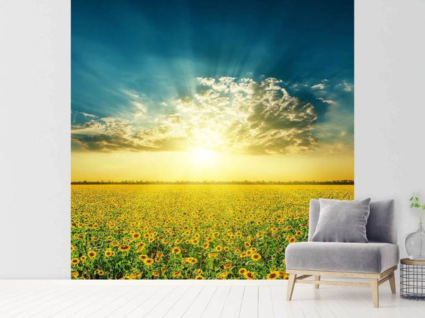Fotótapéták Sunflowers In The Evening Sun