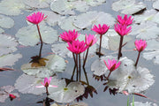 Fotótapéták Jump In The Lily Pond