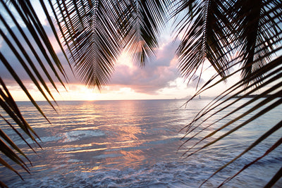 Fotótapéták Under Palm Leaves