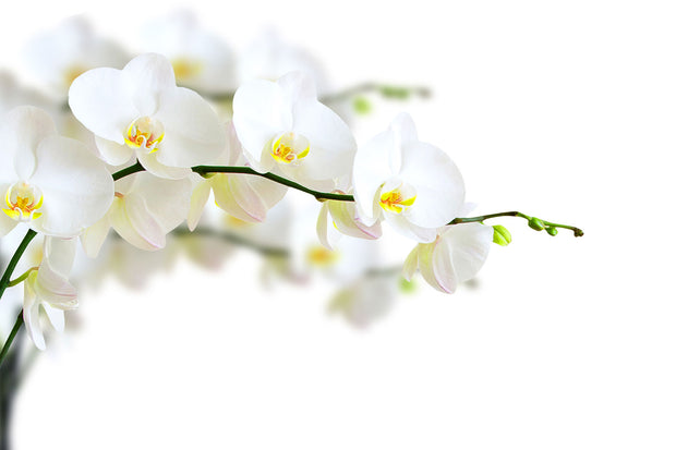 Fotótapéták White Orchids
