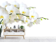 Fotótapéták White Orchids